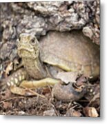 Turtle Town Metal Print