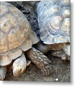 Turtle Turtle Metal Print