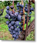 Tuscan Grapes Metal Print