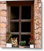 Tuscan Kitten In The Window Metal Print