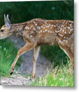 Twilight Fawn #4 Metal Print