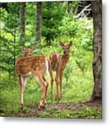 Twin Fawns Whitetail Deer Print Metal Print