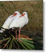 Twin Ibis Metal Print