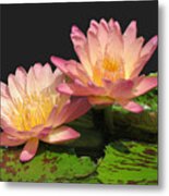 Twin Pink Ilies Metal Print