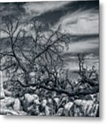 Twisted Branches Metal Print