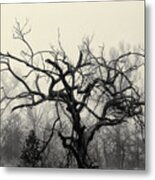 Twisted Tree In Fog Metal Print