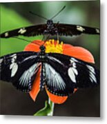Two Butterflies-one Flower Metal Print