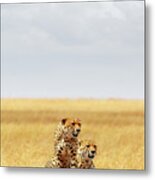 Two Cheetahs In Africa - Vertical With Copy Space Metal Print