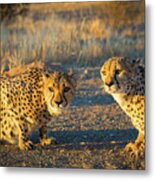 Two Cheetahs Metal Print