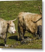 Two Coos Metal Print