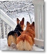 Two Corgis In The Snow Metal Print