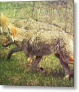 Two Coyotes Metal Print