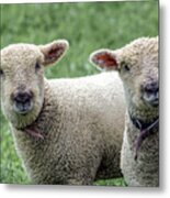 Two Curious Lambs Metal Print