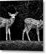 Two Fawns Metal Print