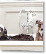 Two Funny Wet Dogs In Bathtub Metal Print