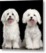 Two Happy White Maltese Dogs Sitting, Looking In Camera Isolated Metal Print