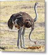Two-headed Ostrich Metal Print