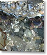 Two Little Crabs Metal Print