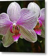 Two Orchids Metal Print
