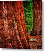 Two Sequoias At Grants Grove Metal Print
