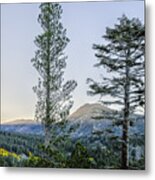 Two Trees Metal Print