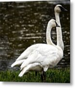 Two Trumpter Swans Metal Print