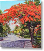 Ubs Poinciana Metal Print