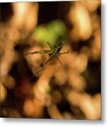 Underside Of Leucauge Suspended In Web Metal Print