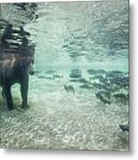 Underwater View Of Coastal Brown Bear Metal Print