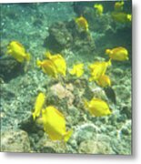 Underwater Yellow Tang Metal Print