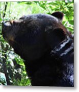 Up Close Black Bear Metal Print