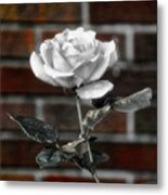 Urban White Rose Metal Print