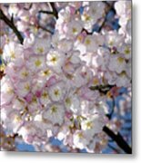 Vancouver 2017 Spring Time Cherry Blossoms - 8 Metal Print