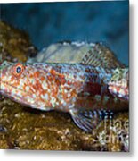 Variegated Lizardfish Metal Print