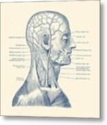Vascular And Muscular System - Vintage Anatomy Print Metal Print