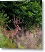 Velvet Crown Metal Print