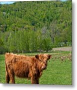 Vermont Cow Metal Print