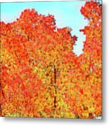 Vibrant Autumn Trees Metal Print