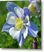 Vibrant Columbine Metal Print