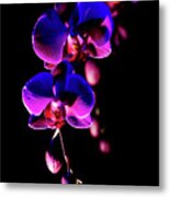 Vibrant Orchids Metal Print