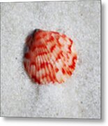 Vibrant Red Ribbed Sea Shell In Fine Wet Sand Macro Square Format Metal Print