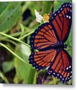 Viceroy Butterfly Metal Print