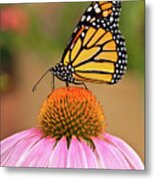 Monarch Butterfly On A Purple Coneflower Metal Print