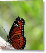 Viceroy Butterfly Side View Metal Print