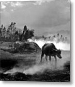 Vietnamese Water Buffalo Metal Print