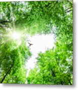 View Through Tree Canopy With Bird Soaring Metal Print