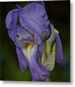 Vintage Iris May 2017 Metal Print