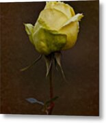 Vintage Yellow Rose 2018 Metal Print