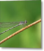 Violet Dancer Metal Print