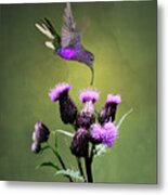 Violet Sabrewing Hummingbird And Thistle Metal Print